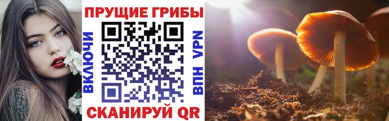 Псилоцибиновые грибы Psilocybe  Трубчевск 